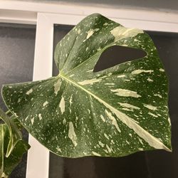 Monstera Thai constellation Plant