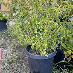 Cat’s Claw Plant / Uña De Gato 