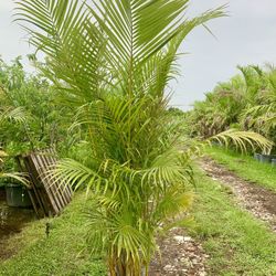 Areca 7g healthy and full