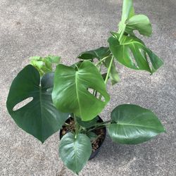 Monstera Deliciosa plant 1