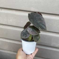 4” alocasia cuprea