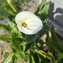 Lily of the Nile And Rose geranium