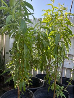 Organic yellow peach trees , vick plant