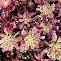 Aeonium Succulent 