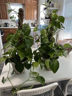 Full grown photos
