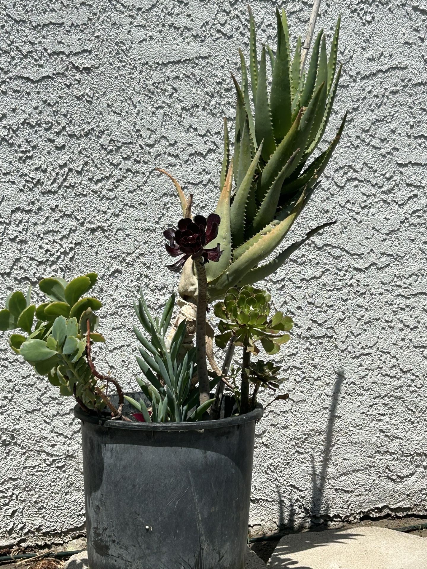 Succulent Plant 🪴