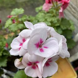 Beautiful Blooming Geranium House Plant .