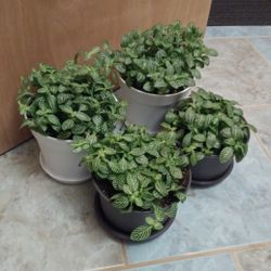 Fittonia house plants$13-$14 Each full pot