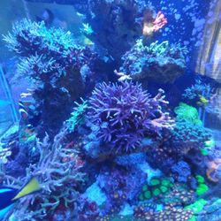 Saltwater Decorations 