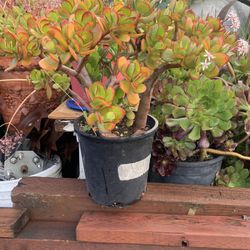 Jade Plant 2 Gallon Container..