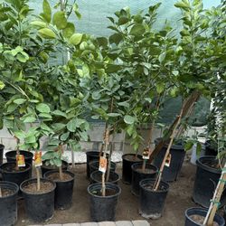 Sweet Oranges Trees Navel.Arizona Sweet.Moro Blood. Cara Cara Red Navel. Fukushu Kumquat Trees 4F The Tall $55 Each Price Firm 