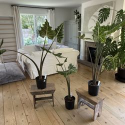 Alocasia ‘Sarian’ – Massive Statement Plants! (Qty: 4)