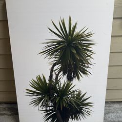 Palm Tree Artwork