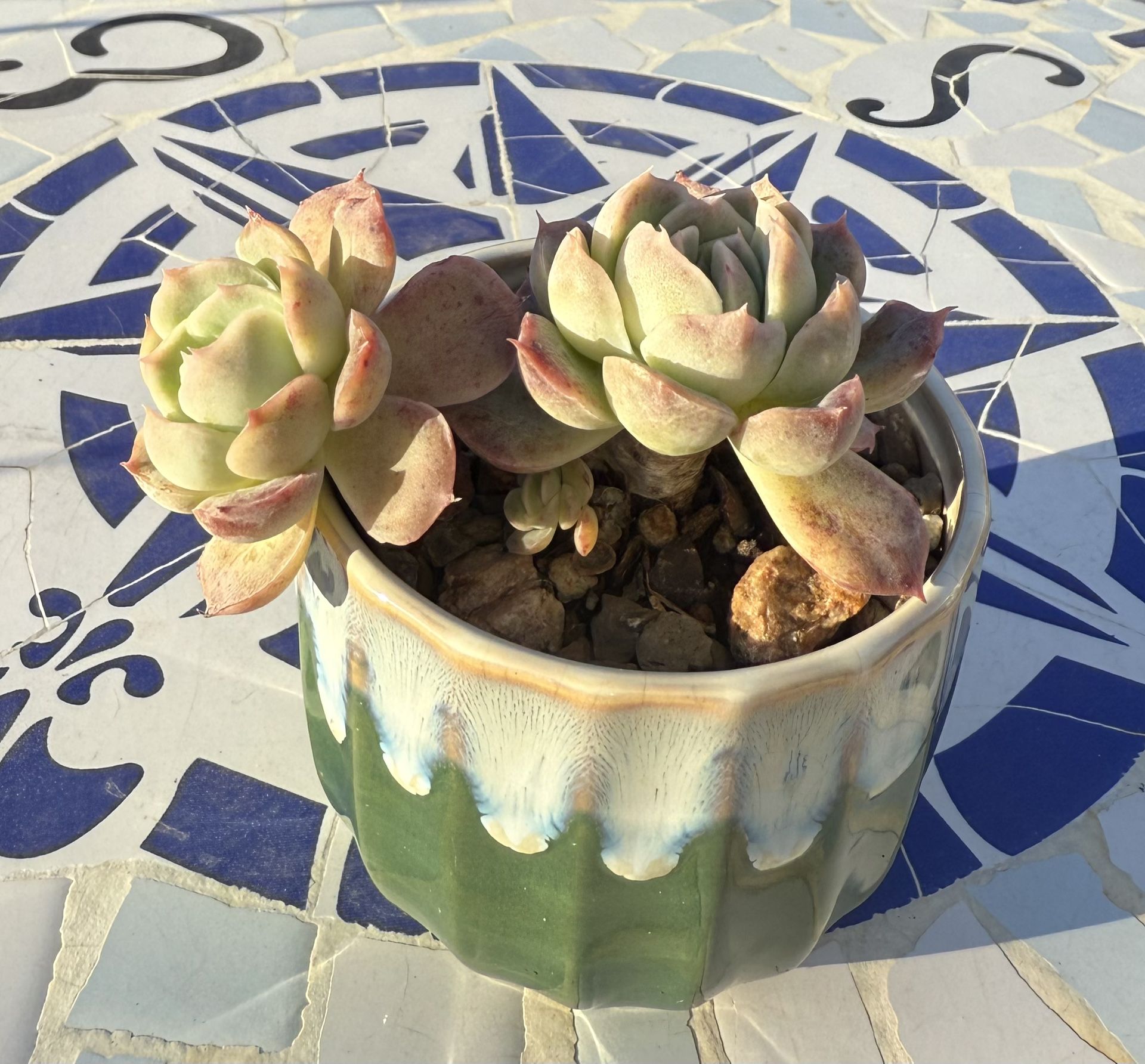 Succulent Plant 3” Pot