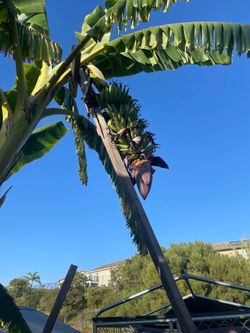 Banana flowers