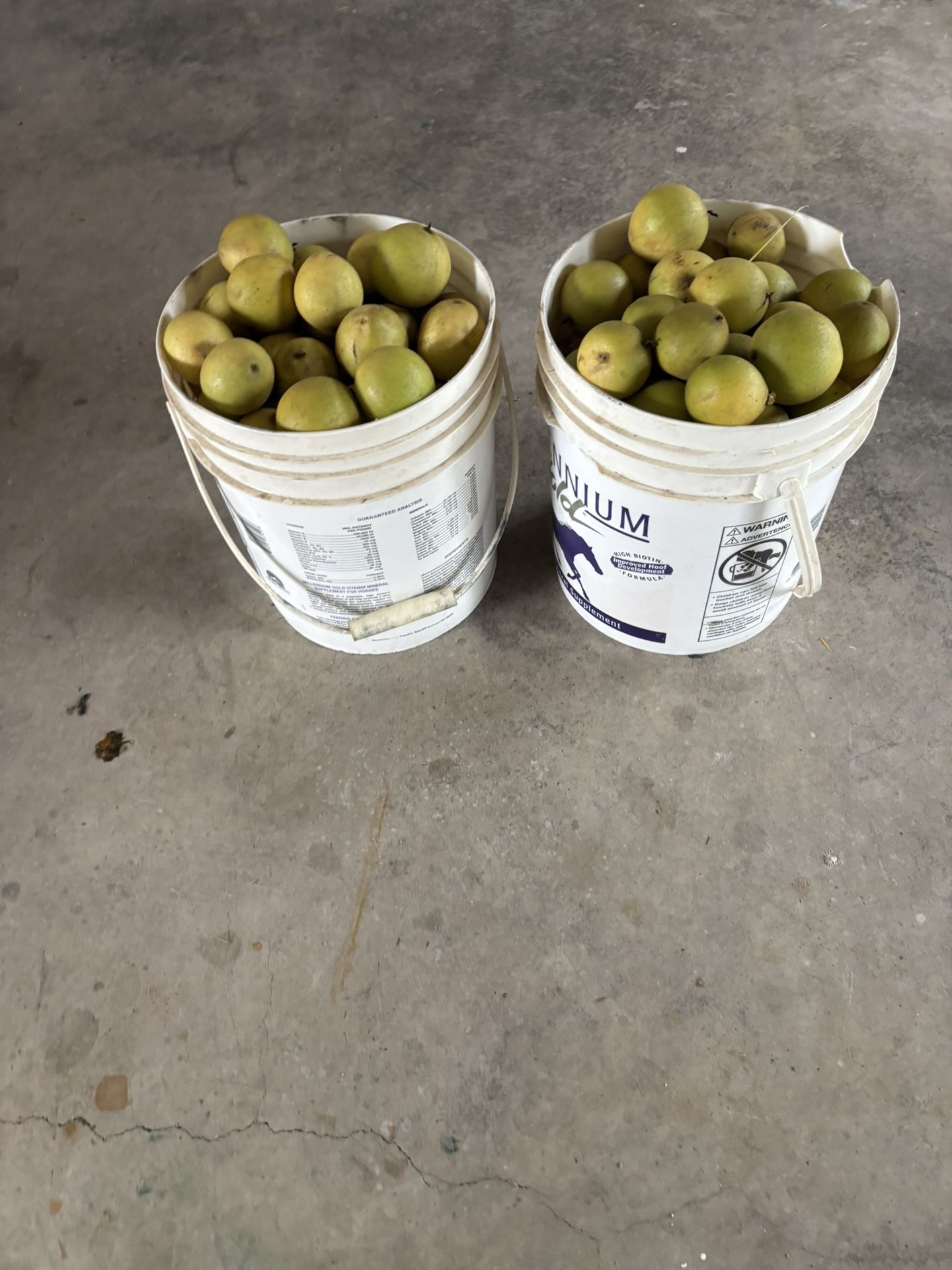 Fresh Black Walnuts