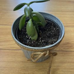 Jade Plant (From Cutting)