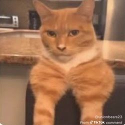 100+ IKEA Wooden Hangers 