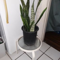 Plant table 