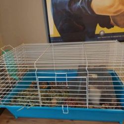 Guinea Pig Cage