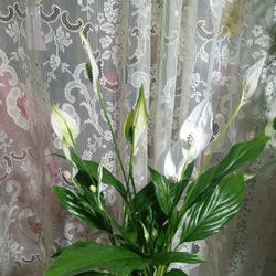 Peace Lily No ship 