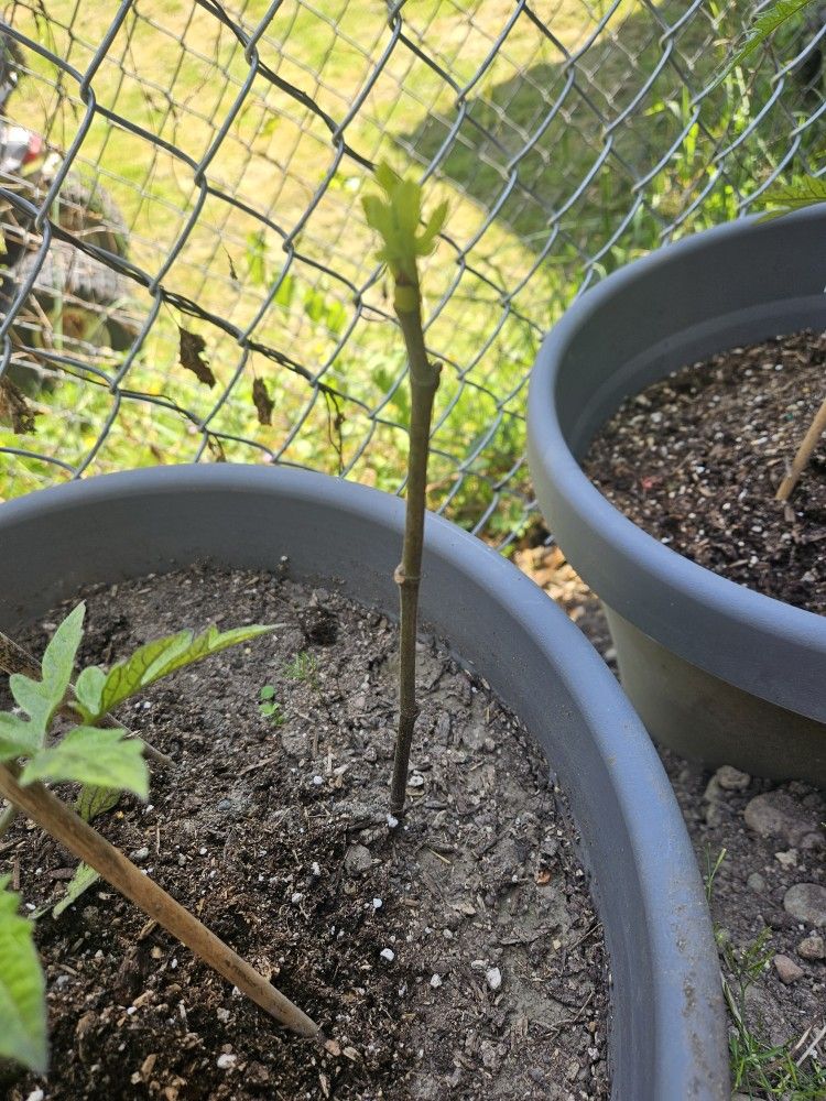 Garden Plant Fig Tree