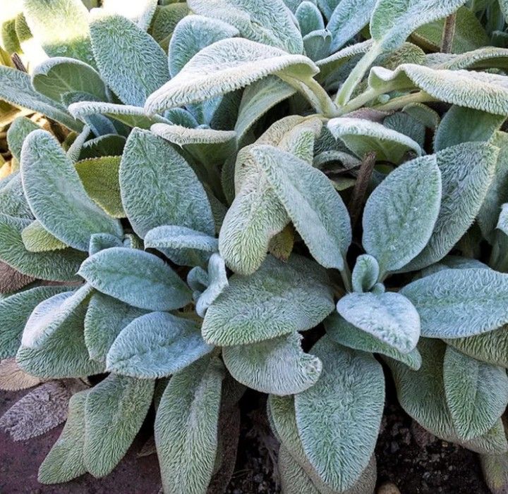 Lambs Ear Plant