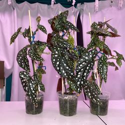 Polka Dot Begonia – Begonia maculata (4” pot, staked)