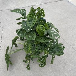 8” monstera swiss cheese