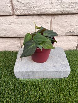 4” Micans Philodendron