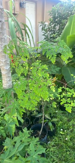 Moringa Tree Plant in Pot