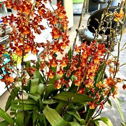 Rare Oncidium Pacific Sunburst Orchid 3-4 Feet Big Pot 