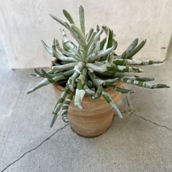 Dudleya Succulent ‘old lady fingers 