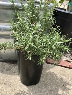 Rosemary plant