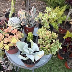 Variety Of Succulents Plants 