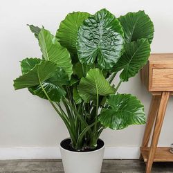 Alocasia odora 'California' starter plant/ Indoor Plant/ House Plant Flower Patio Garden 