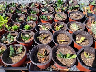 Varigated gasteria