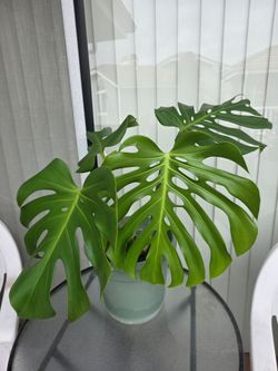 Monstera plant