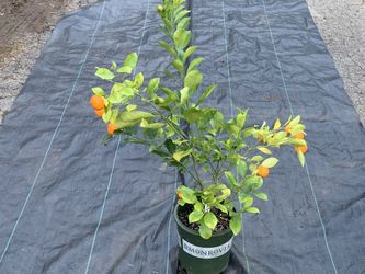 Calamondin Trees With Fruits 