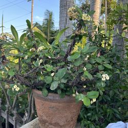 Crown Of Christ Plant