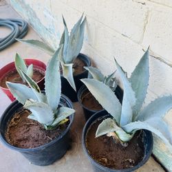 BLUE AGAVE PLANTS READY FOR TRASPLANTER MAGUEY PLANTAS 