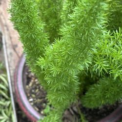 Beautiful Plant In Ceramic Medium Pot