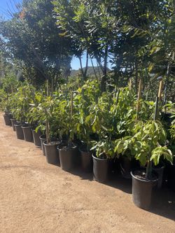 5 Gallon Size- Fig Trees- Pear Trees- Plum Trees- Guava Trees- Avocado Trees- Loquat Trees- Nectarine Trees- Apple Trees 