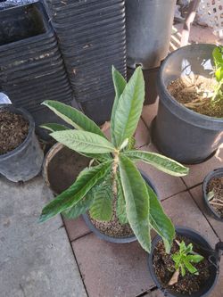 Loquat tree