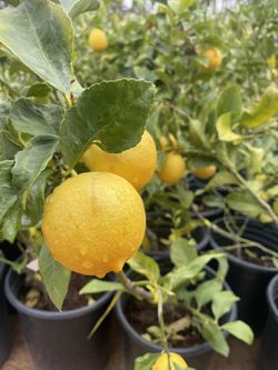 5 Gallon Size- Fruiting Age- Citrus Trees 