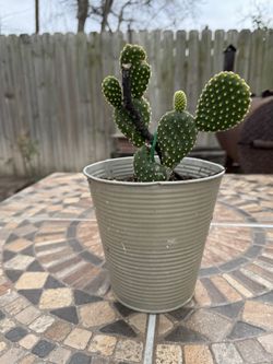 Bunny Ears Cactus