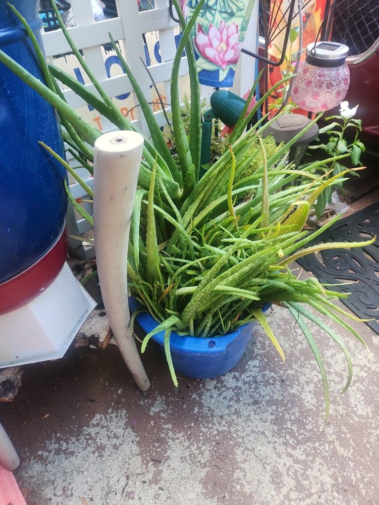 Aloe Vera 🪴 🪴 Plants