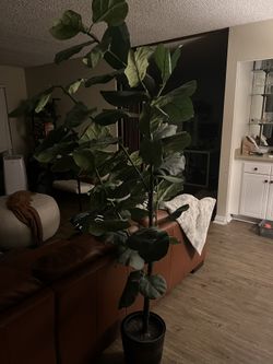 6’ Fake Fiddle Leaf fig Tree