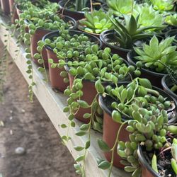 Succulents Plants 4”pot 