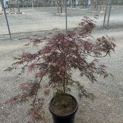 Dwarf Japanese Maple (Crimson Queen)